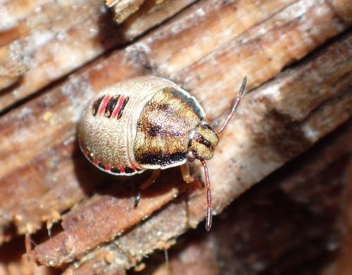 Réf. 297 737 : Piezodorus lituratus